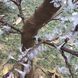 Уличное лед Светодиодное Дерево 1.8*1.0 метров Цветок прозрачный белый цвет лампочки Холодный Белый LJ-S648W-1.8m M.L. фото 8