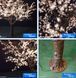 LED дерево 2.5 м для саду та декоративного освітлення